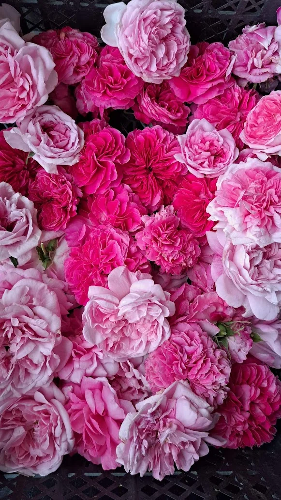 Pink roses harvested from the Mrvica garden
