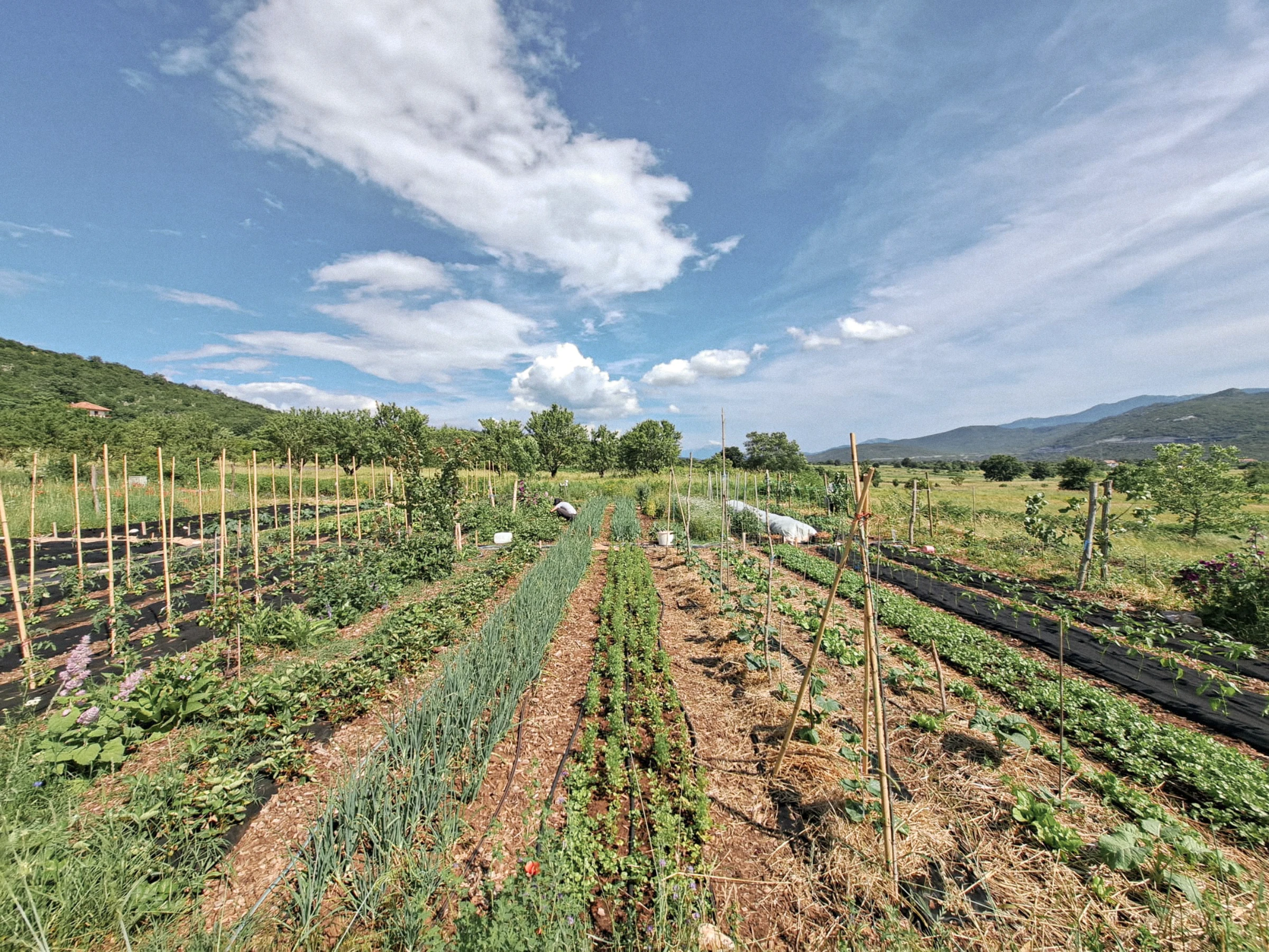 Krušvar garden rows under open sky, mountains in the background