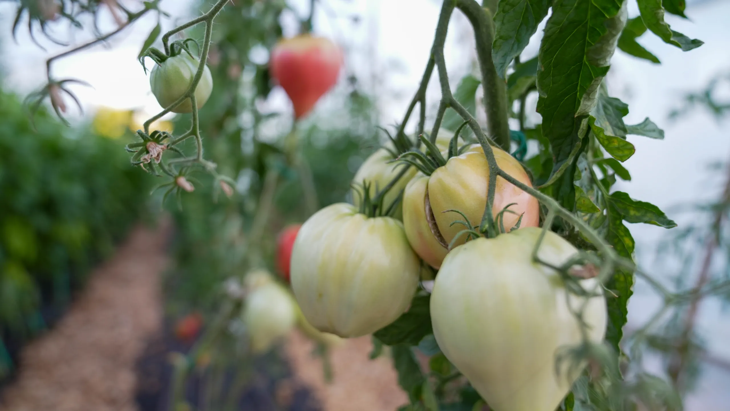 Heirloom tomatoes ripening on the vine in the Mikrofarma Mrvica greenhouse